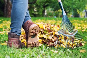 6 Fall Clean Up Essentials Gardener,Woman,Raking,Up,Autumn,Leaves,In,Garden.,Woman,Standing