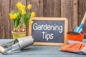 Last Minute Fall Gardening Tips - Rock City Services